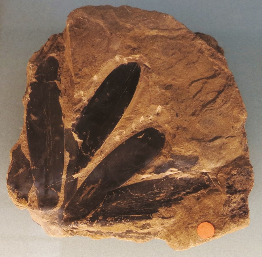 Кордаиты карбон