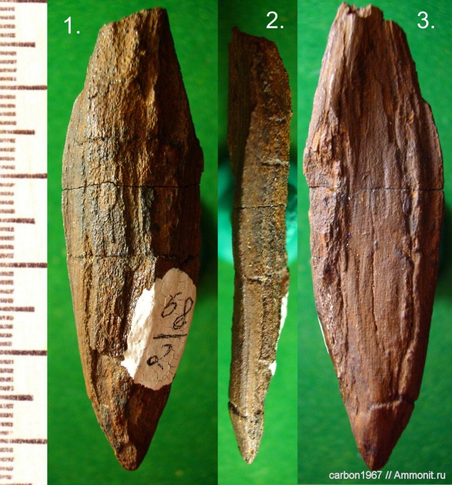 Древовидные кордаиты