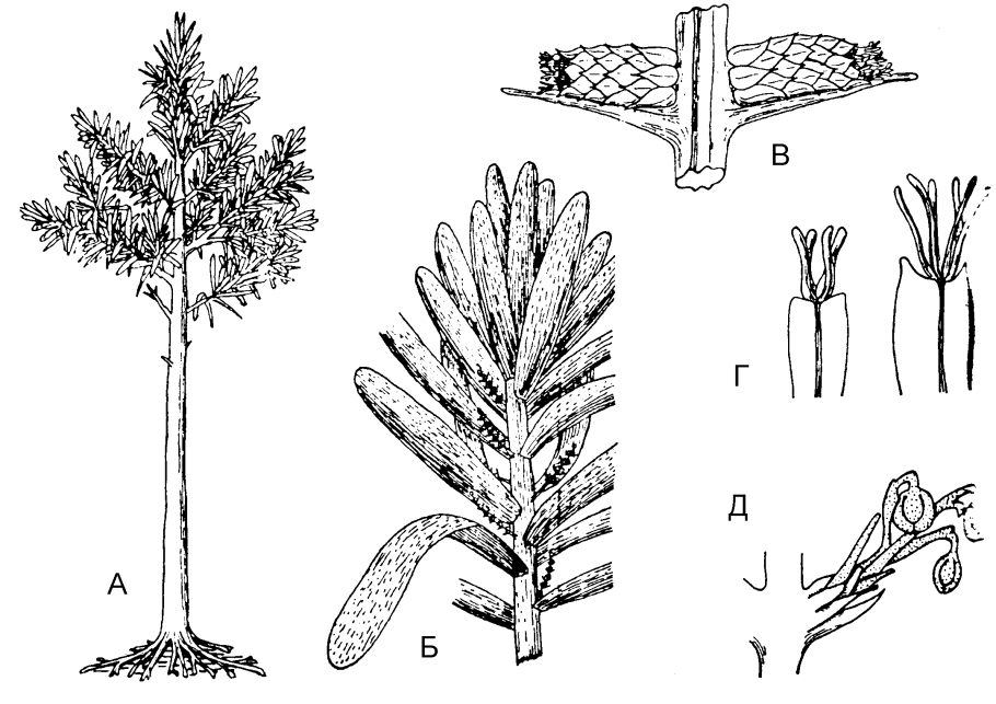 Подкласс кордаитовые