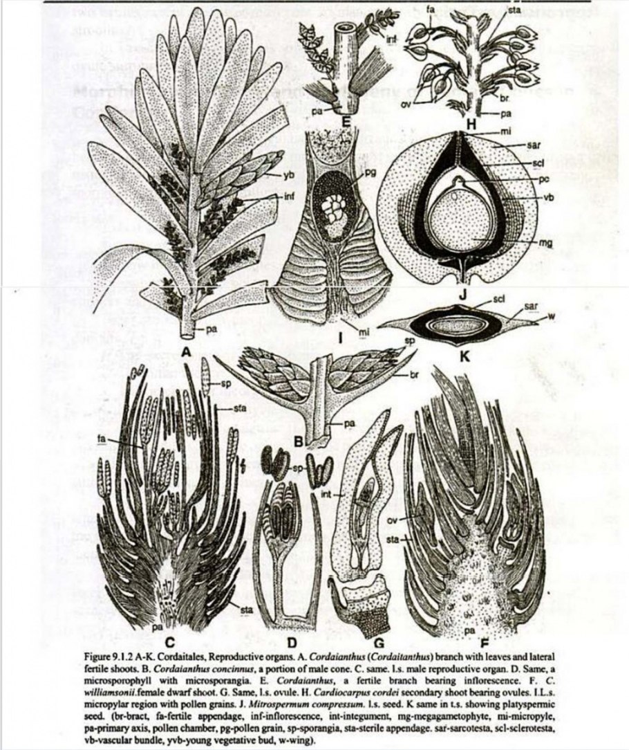 Окаменелые деревья в России карбона