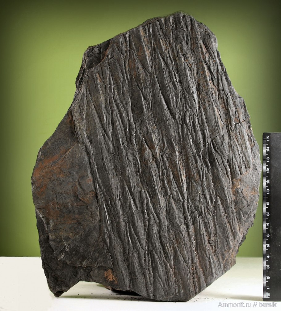 Кордаиты окаменелости