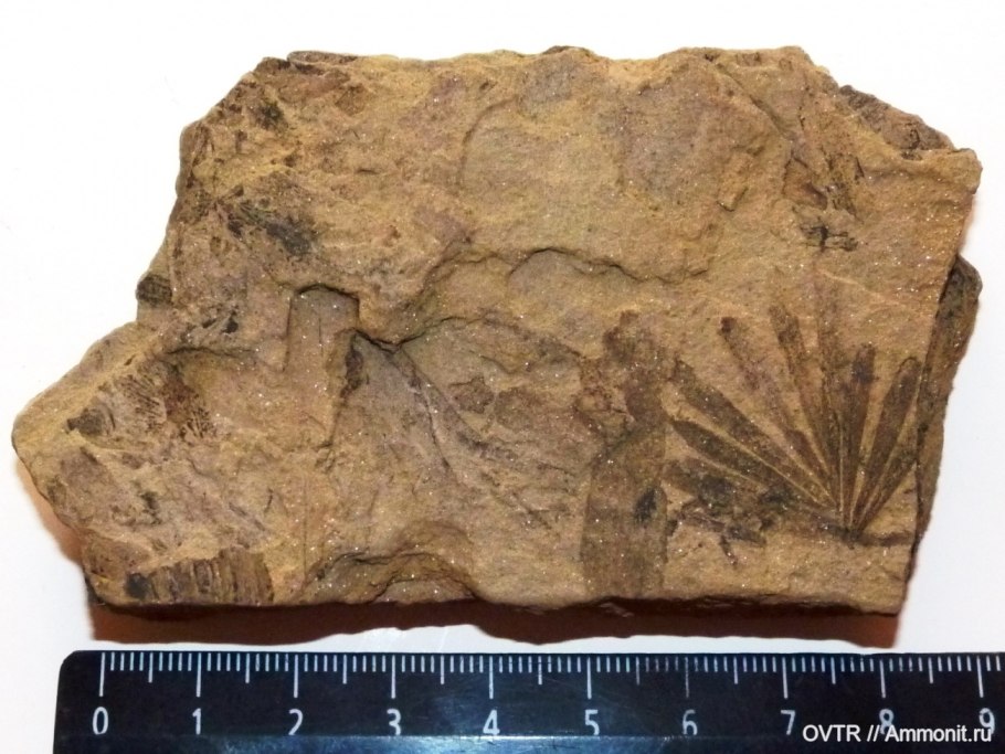 Пермский период кордаиты