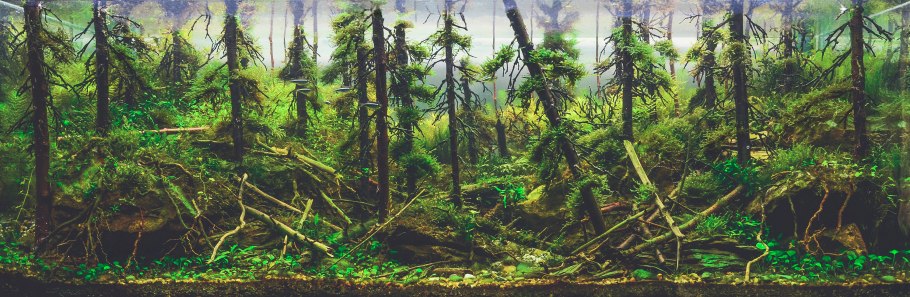 Древние плауны Lepidodendron