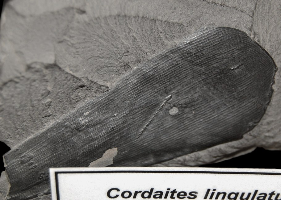 Опабиния окаменелость