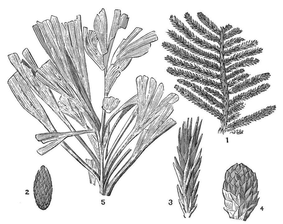 Кордаиты руфлория