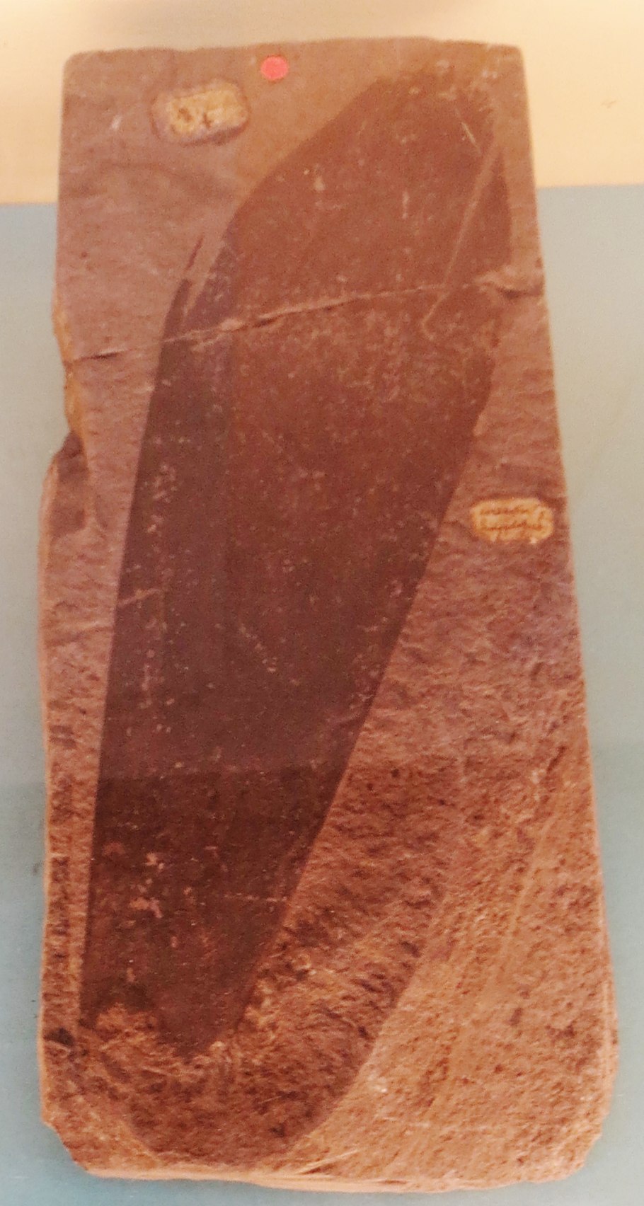 Буриан Зденек палеозой