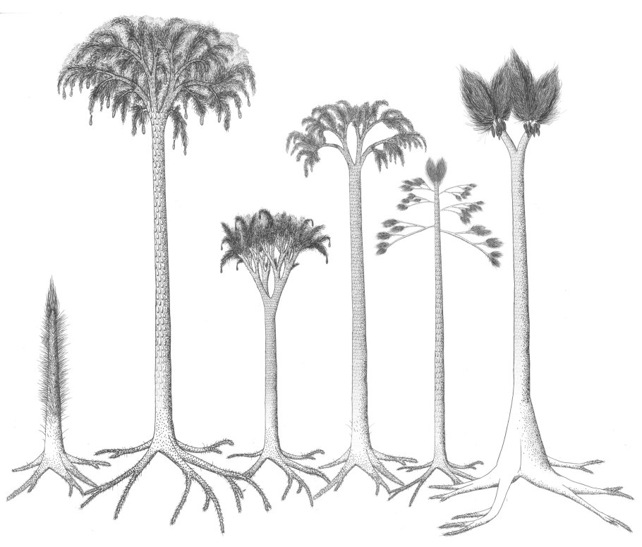 Кордаиты окаменелости