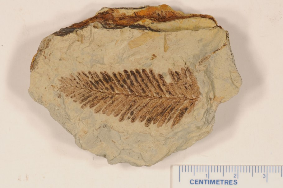 Карбон каменноугольный период