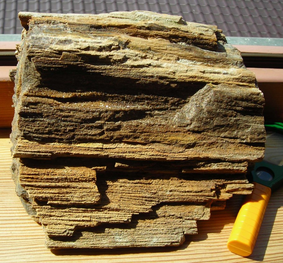 Окаменелый кордаит