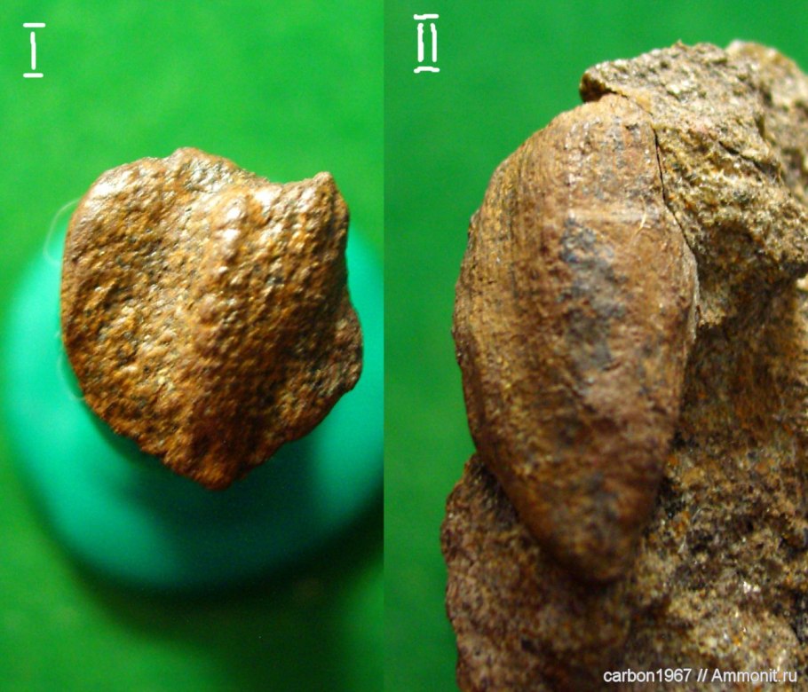 Кордаиты окаменелости