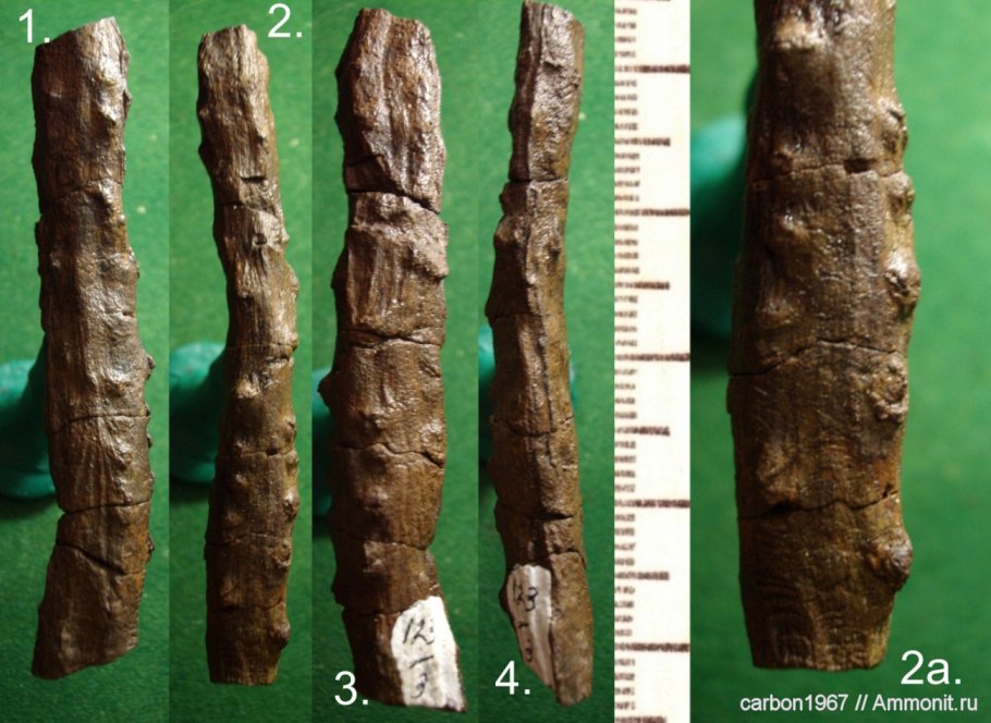 Древовидные кордаиты