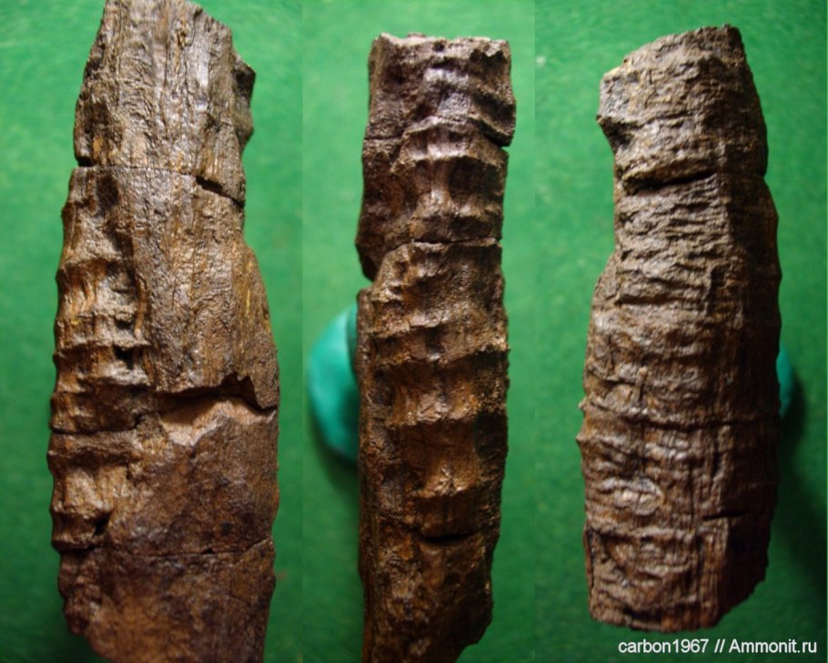 Пермский период кордаиты