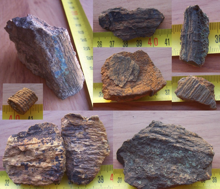 Кордаїтові (Cordaitales)