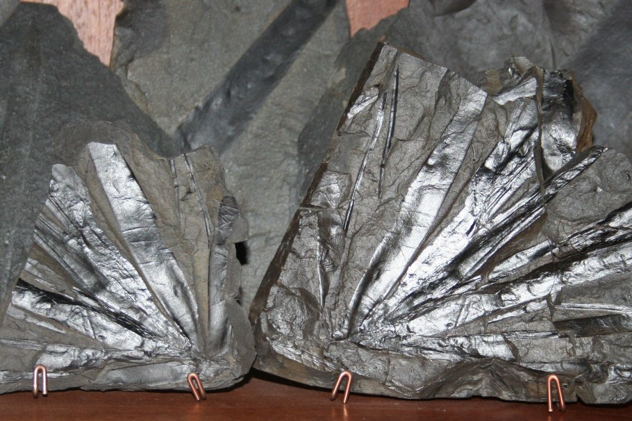 Кордаиты (Cordaitidae)