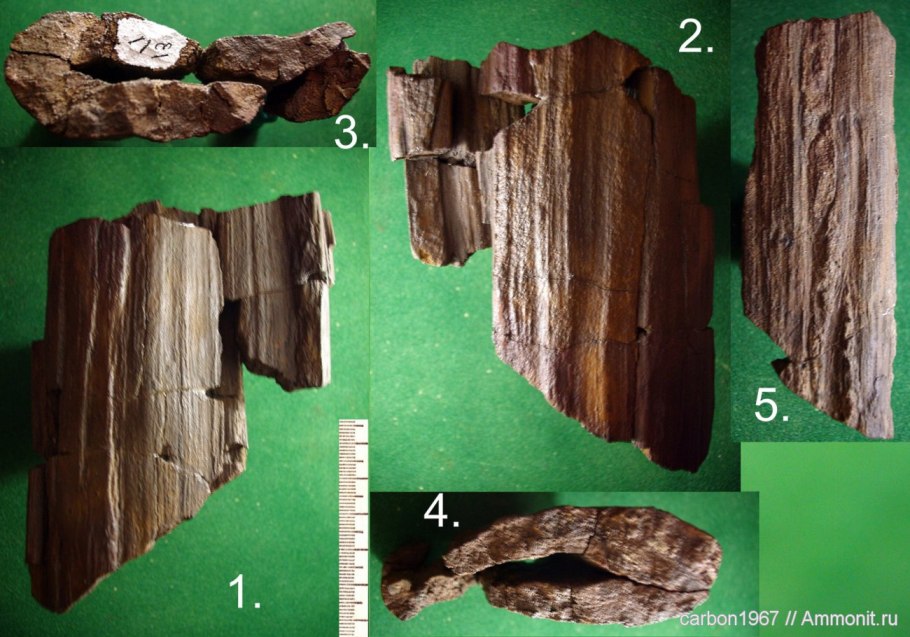 Кордаитовые растения