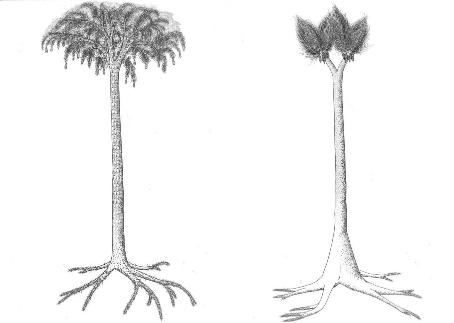Палеозойская Эра Каламиты