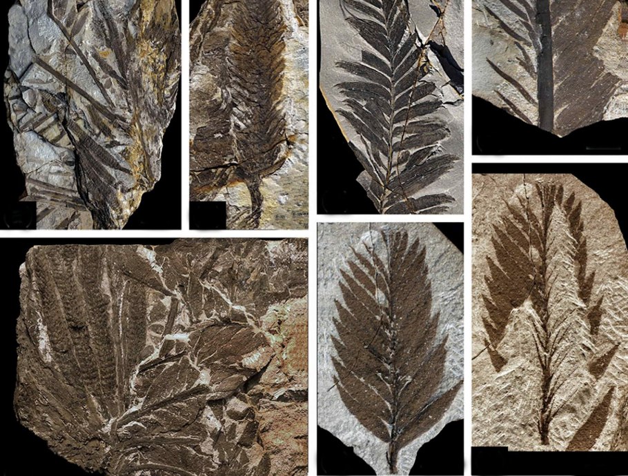 Кордаиты (Cordaitidae)