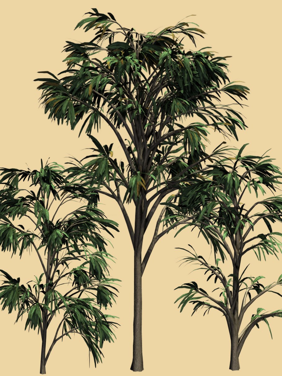 Пермские кордаиты