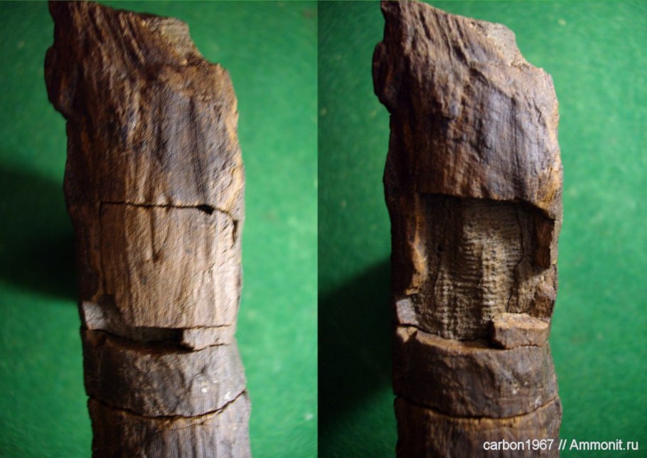 Кордаиты окаменелости