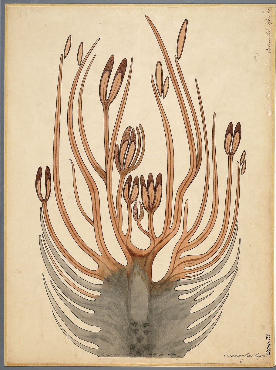 Лепидодендроны палеозойской эры