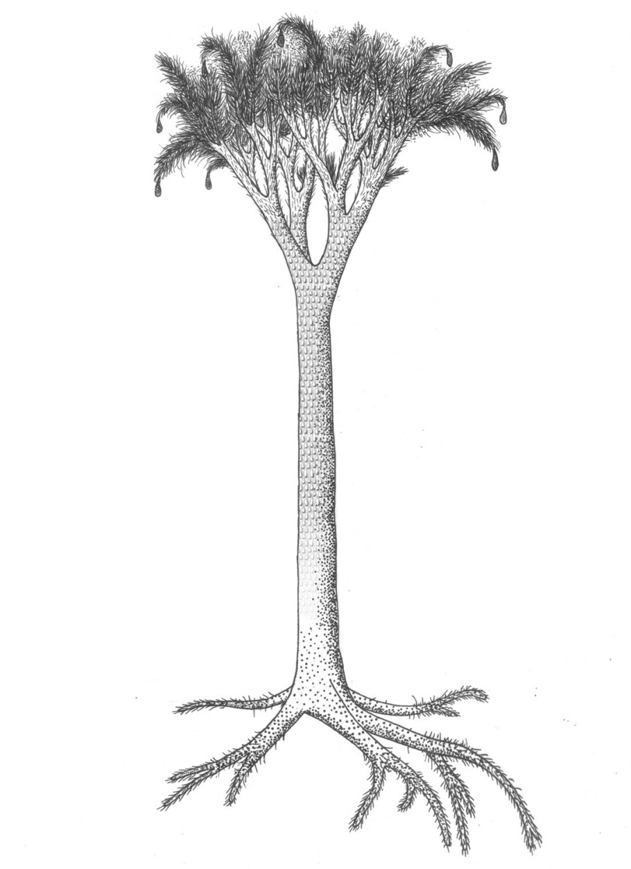 Кордаитовые леса