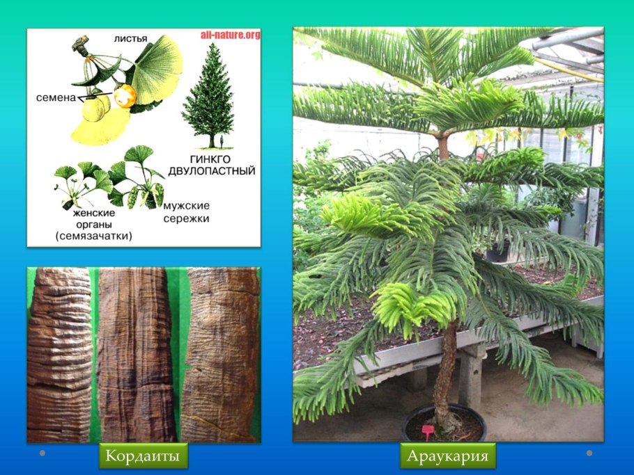 Араукария разнолистная