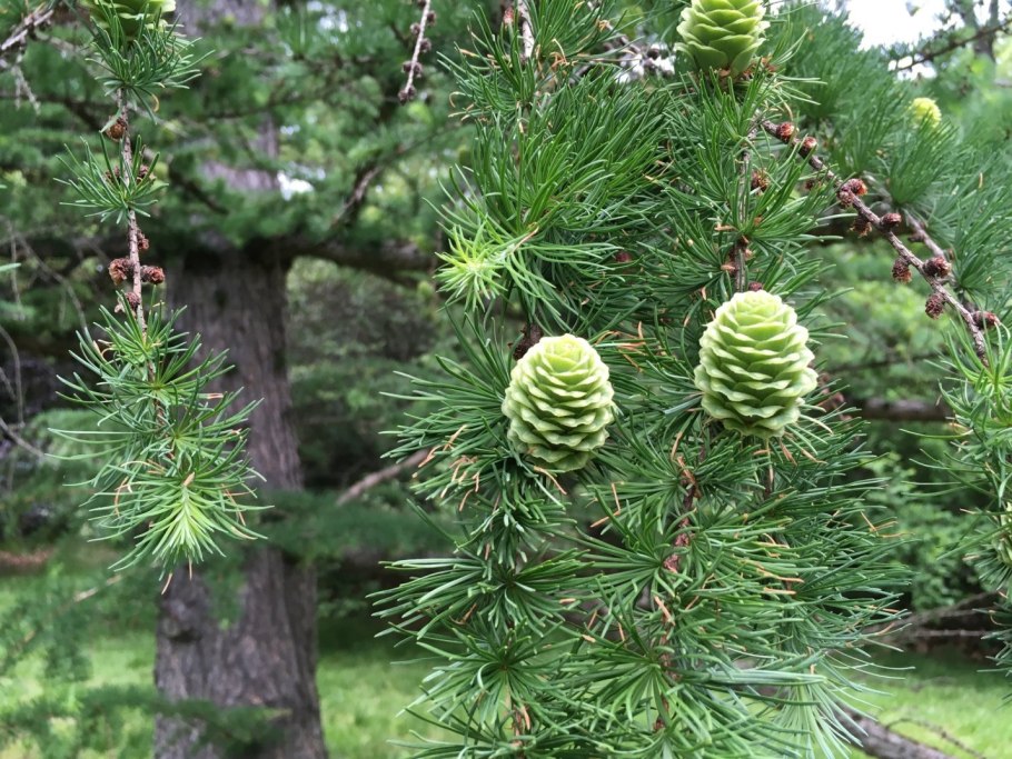 Лиственница сибирская larix sibirica