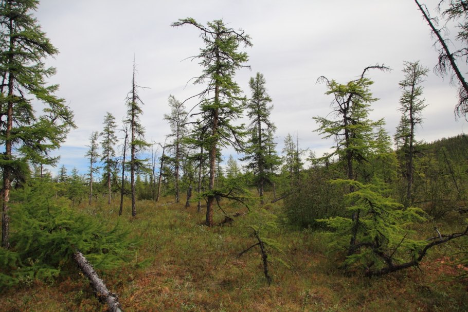 Лиственница Кемпфера шишки