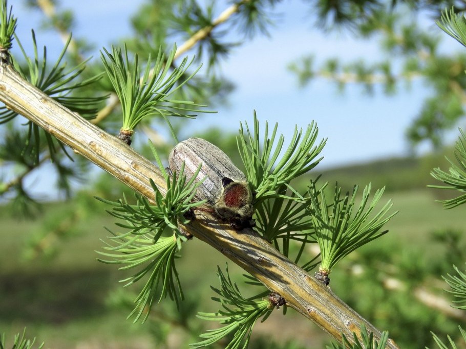 Еловая роза