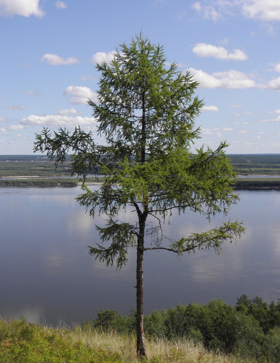 Лиственница даурская