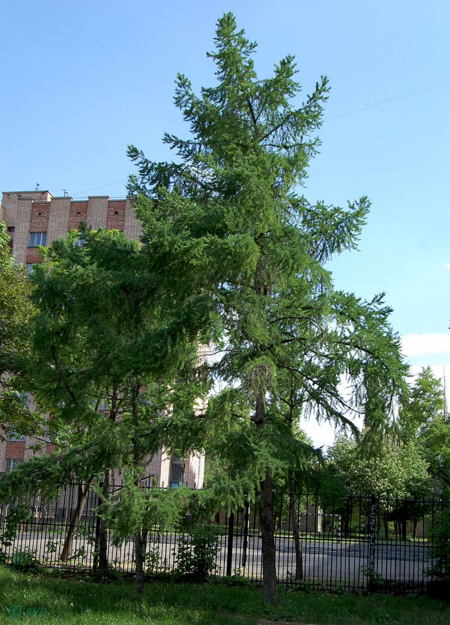 Лиственница гмелина даурская