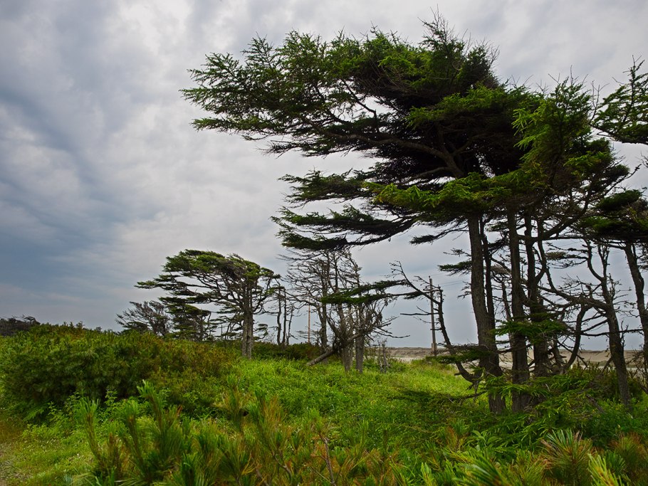 Лиственница Каяндера ареал