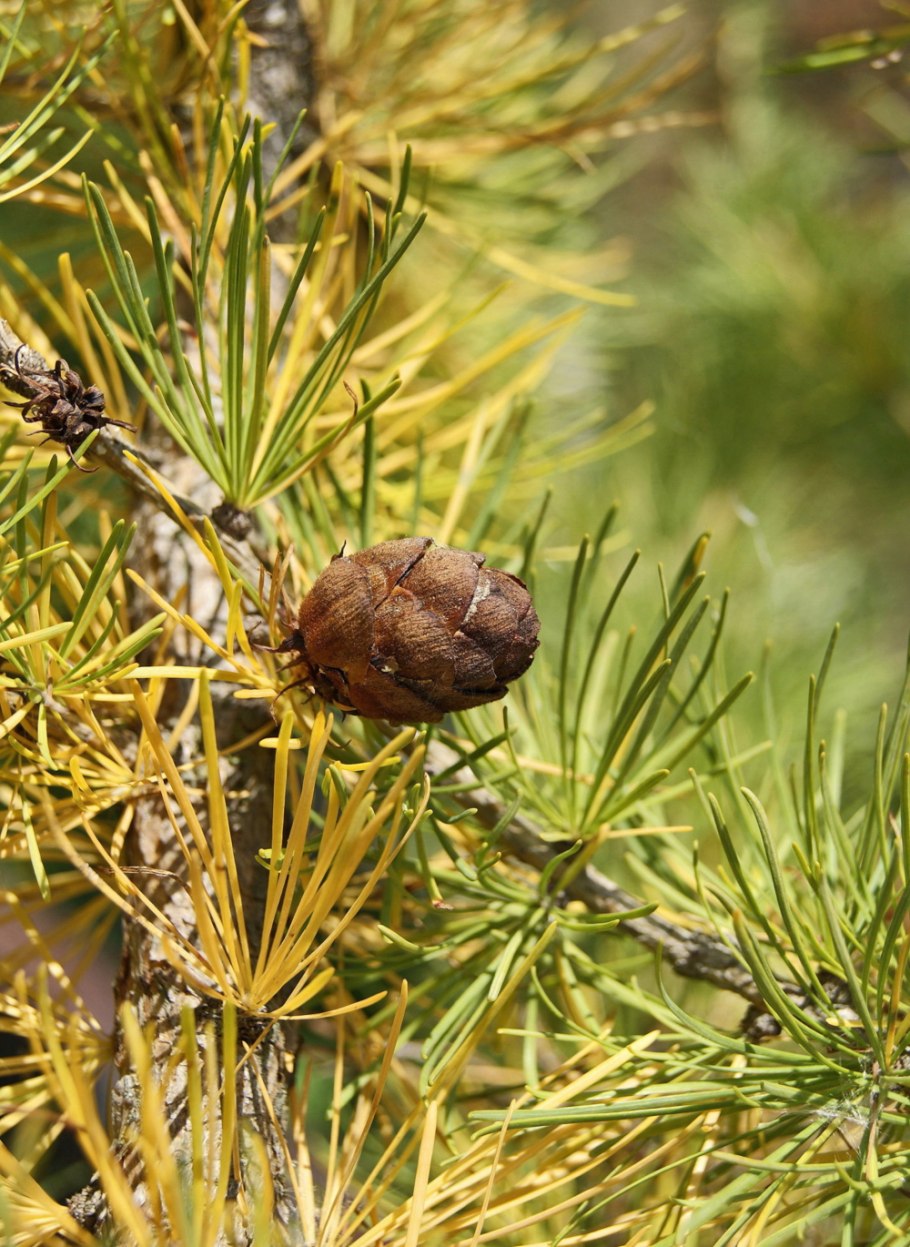 Сосна короткохвойная шишки