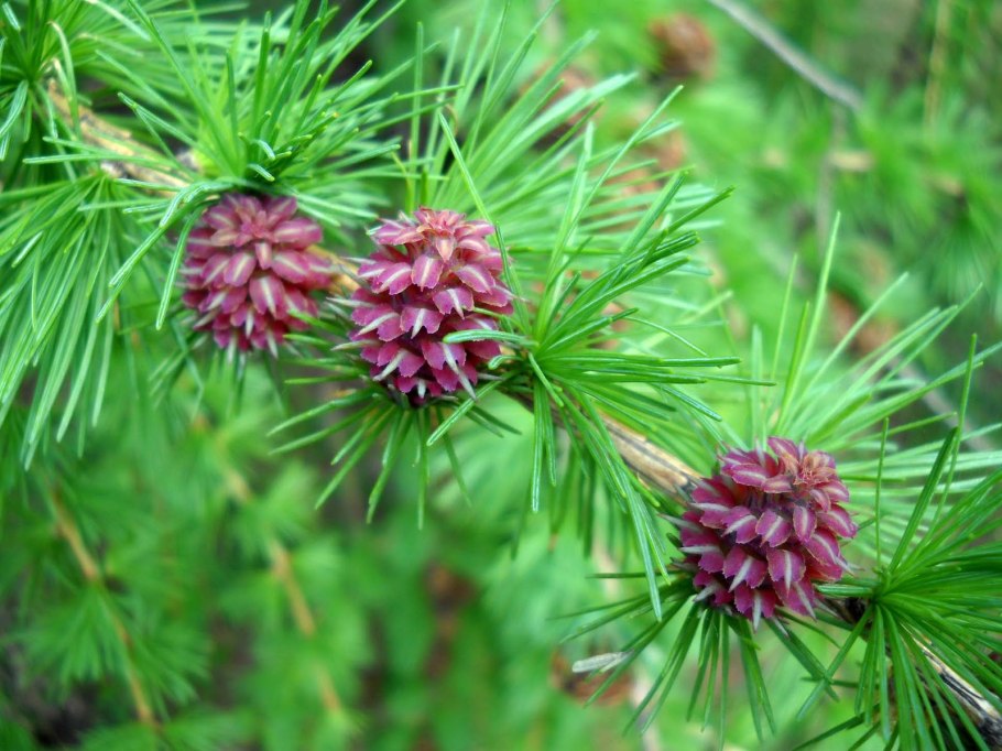 Лиственница сибирская larix sibirica