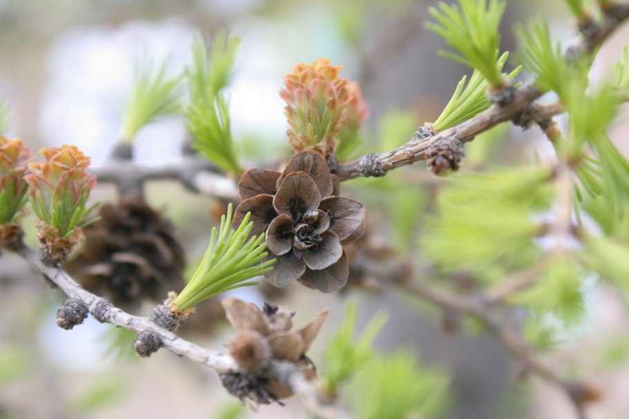 Лиственница Сибирская в лесотундре