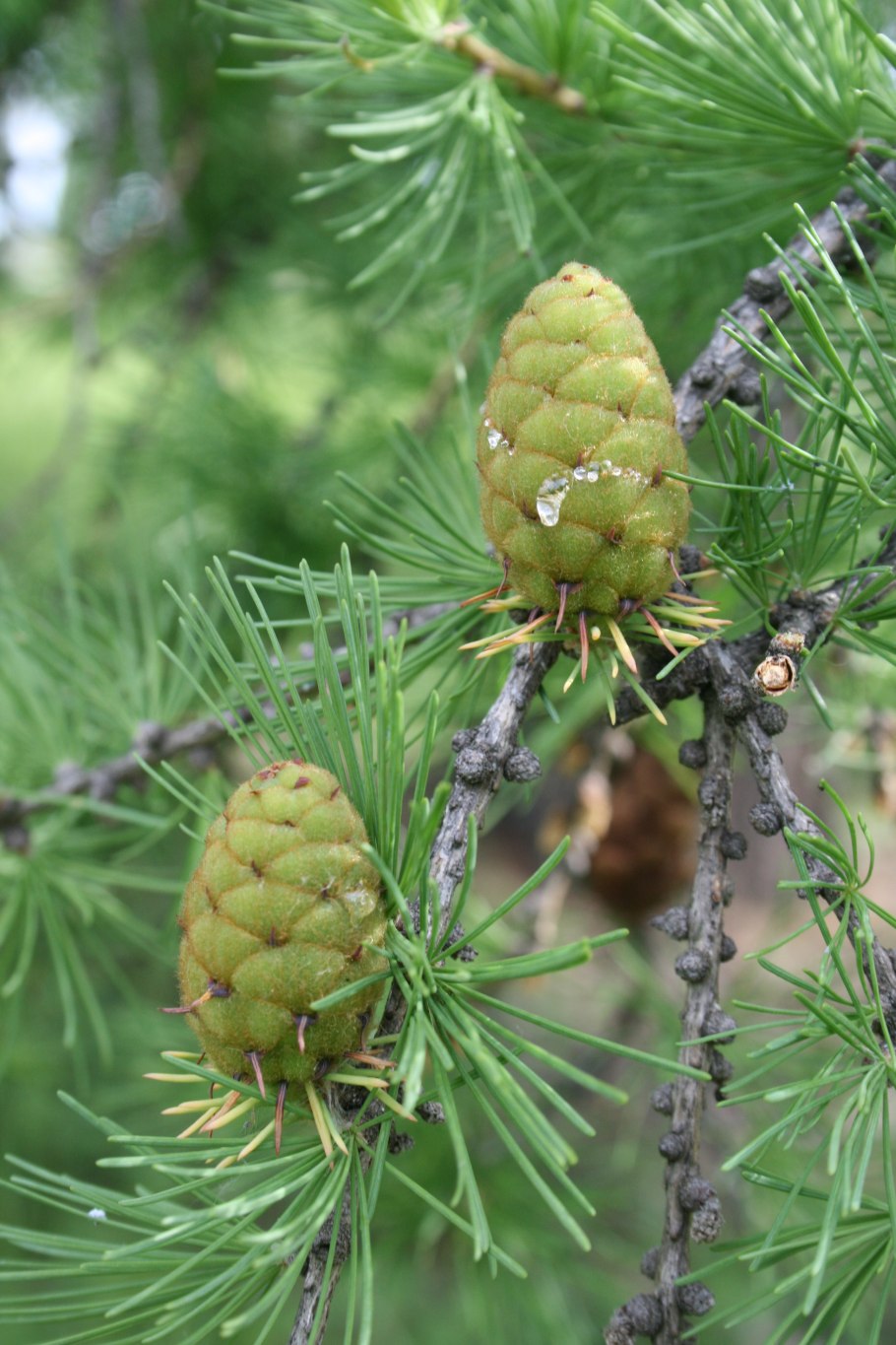 Лиственница Комарова