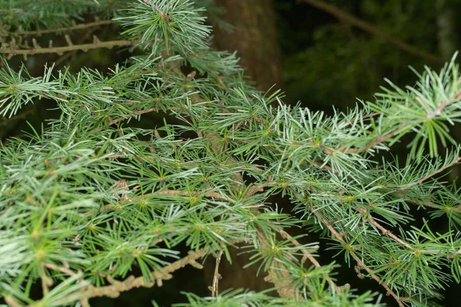 Лиственница Гмелина Larix gmelinii