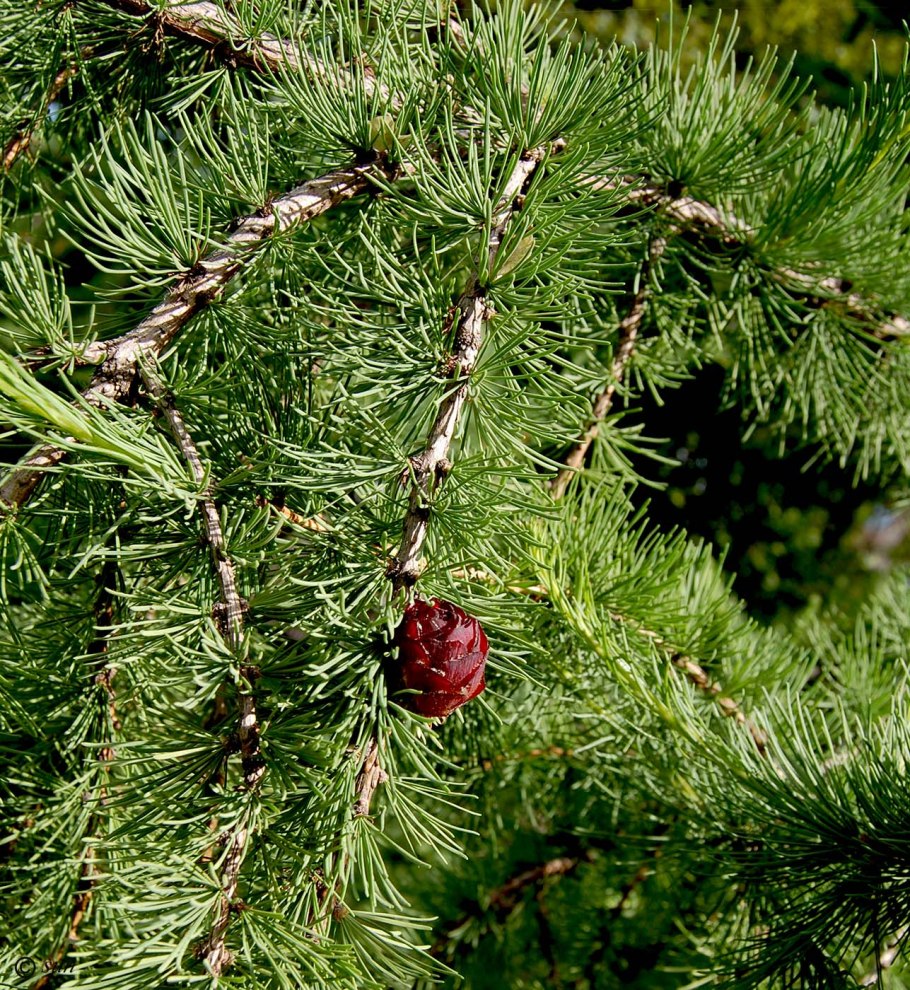 Лиственница Каяндера ареал