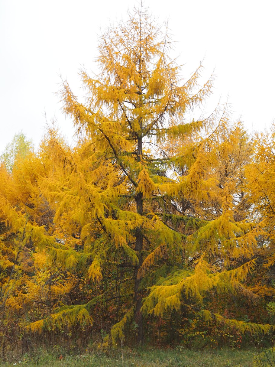 Лиственница Чекановского