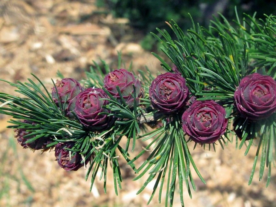 Larix cajanderi семейство