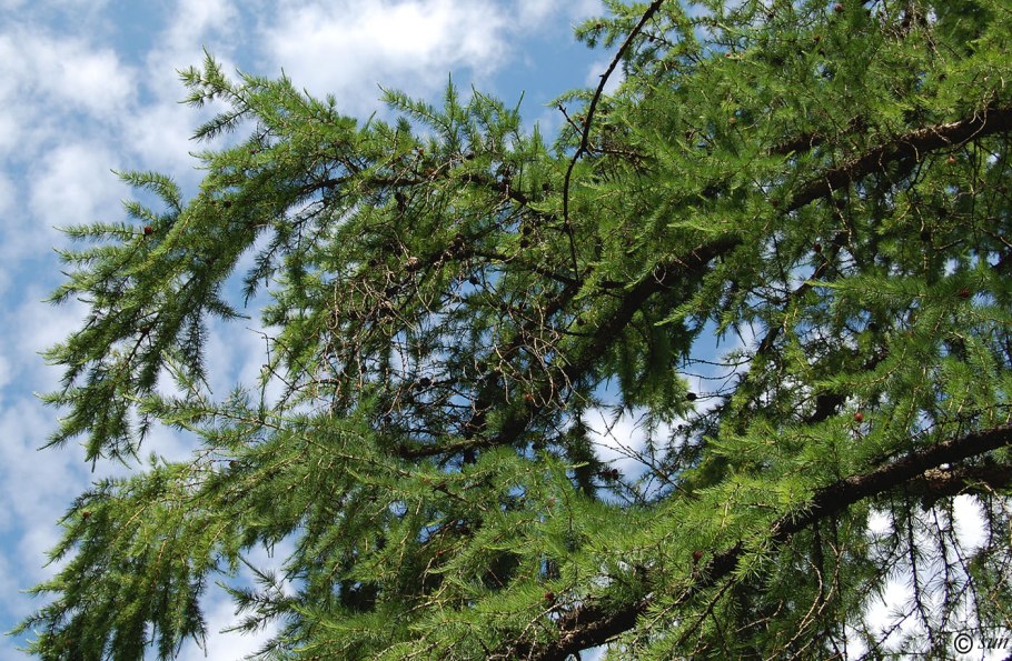 Кедровый стланик на Сахалине