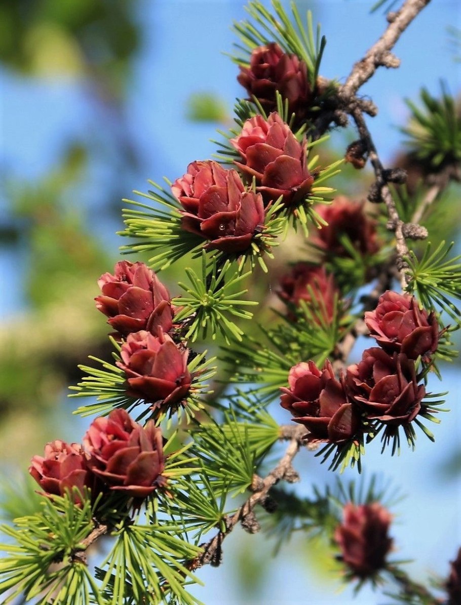 Лиственница Гмелина Даурская