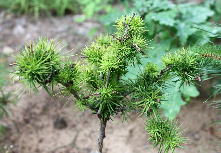Лиственница Сукачева шишка
