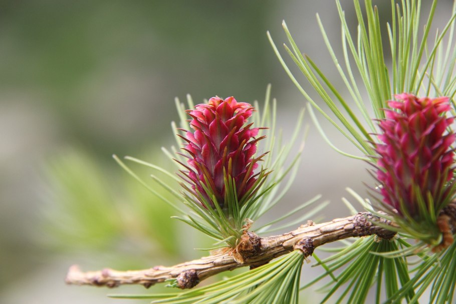 Лиственница американская Larix laricina