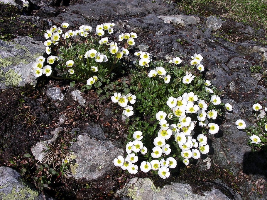 Ranunculus sulphureus