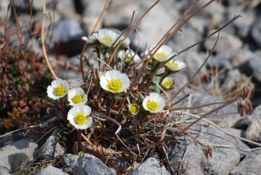Beckwithia glacialis