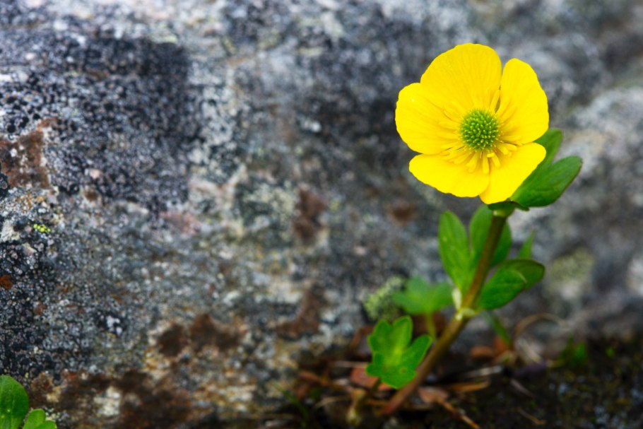 Beckwithia glacialis