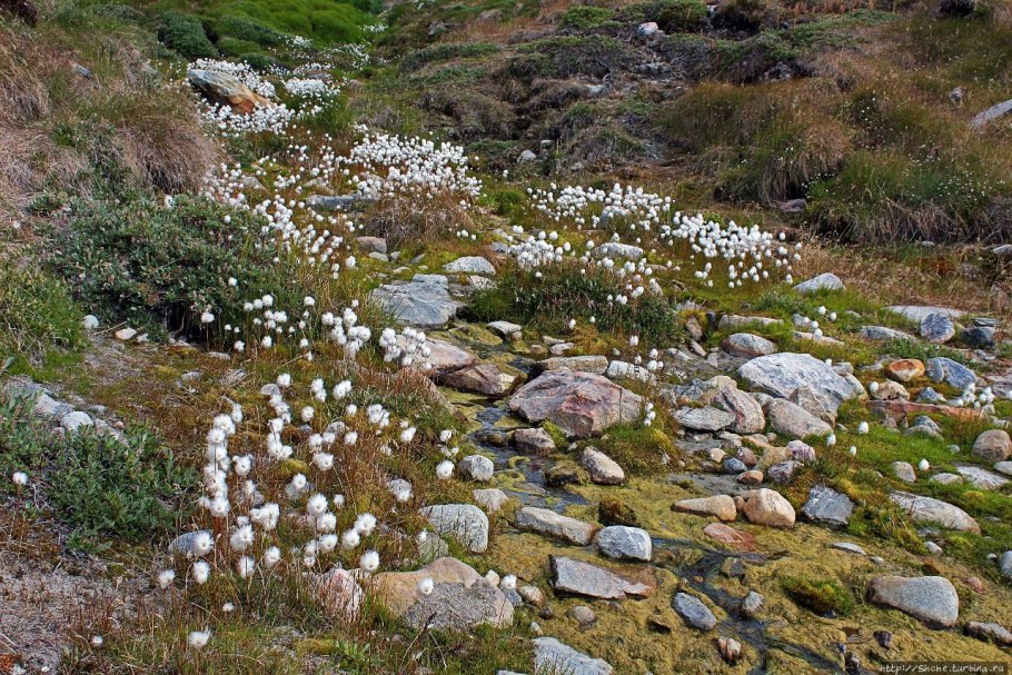 Беквития Ледяная