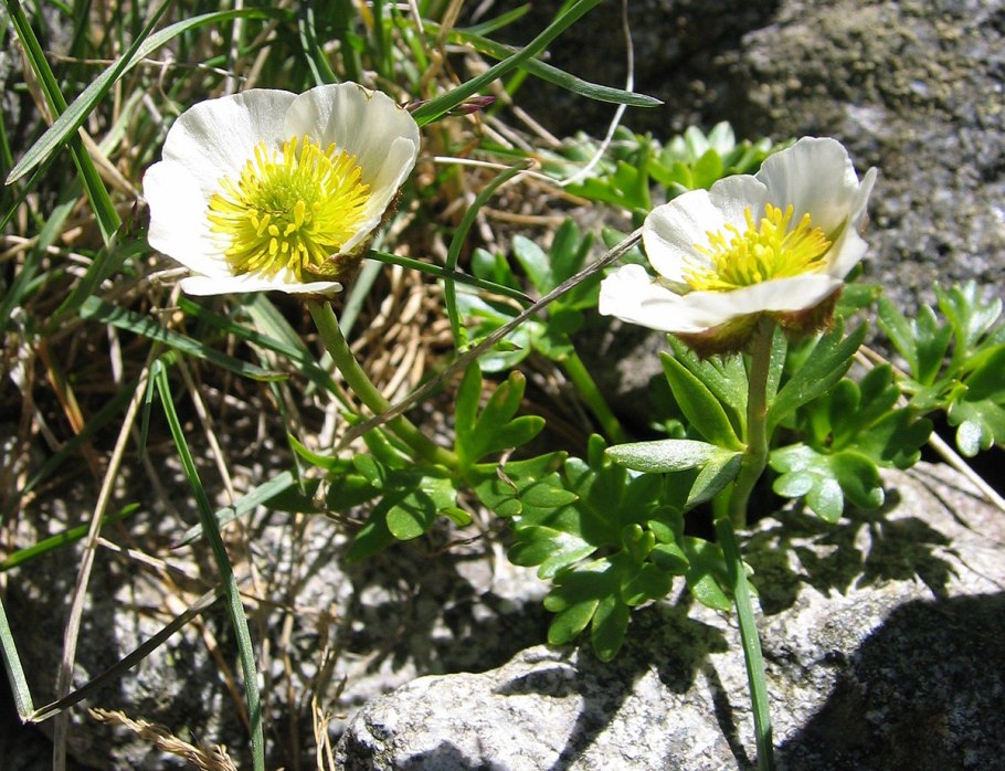 Лютик стеблеобъемлющий amplexicaulis