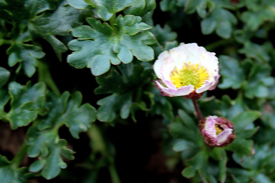 Ледниковый Лютик